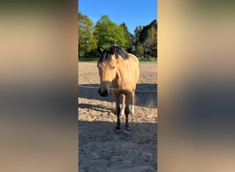 Deutsches Reitpony, Stute, 4 Jahre, 145 cm, Buckskin