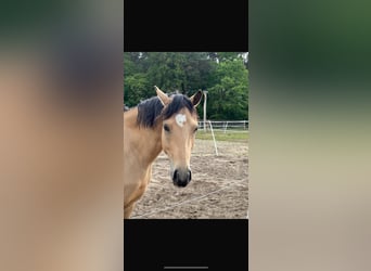 Deutsches Reitpony, Stute, 4 Jahre, 145 cm, Buckskin