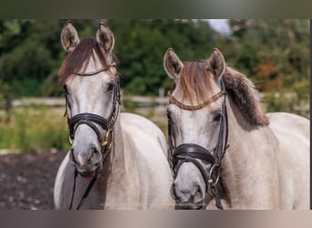 Deutsches Reitpony, Stute, 4 Jahre, 145 cm, Buckskin