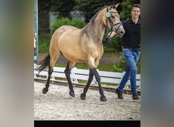 Deutsches Reitpony, Stute, 4 Jahre, 145 cm, Buckskin