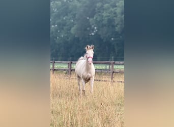 Deutsches Reitpony, Stute, 4 Jahre, 145 cm, Champagne