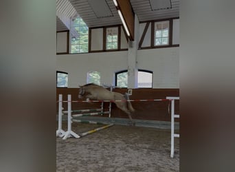 Deutsches Reitpony, Stute, 4 Jahre, 145 cm, Champagne