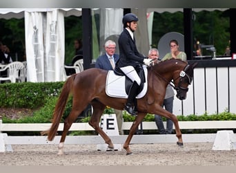 Deutsches Reitpony, Stute, 4 Jahre, 145 cm, Dunkelfuchs