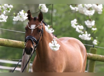 Deutsches Reitpony, Stute, 4 Jahre, 145 cm, Falbe