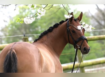 Deutsches Reitpony, Stute, 4 Jahre, 145 cm, Falbe