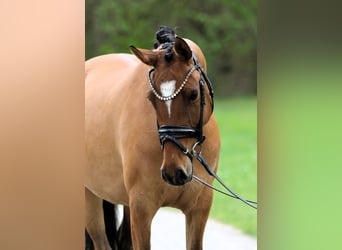 Deutsches Reitpony, Stute, 4 Jahre, 145 cm, Falbe