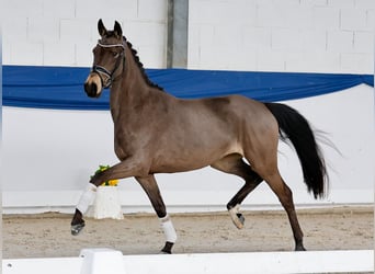 Deutsches Reitpony, Stute, 4 Jahre, 145 cm, Falbe