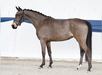 Deutsches Reitpony, Stute, 4 Jahre, 145 cm, Falbe