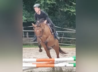 Deutsches Reitpony, Stute, 4 Jahre, 145 cm, Falbe