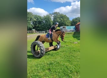 Deutsches Reitpony, Stute, 4 Jahre, 145 cm, Falbe