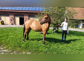 Deutsches Reitpony, Stute, 4 Jahre, 145 cm, Falbe