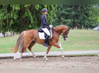 Deutsches Reitpony, Stute, 4 Jahre, 145 cm, Fuchs