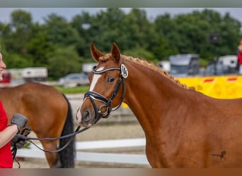 Deutsches Reitpony, Stute, 4 Jahre, 145 cm, Fuchs