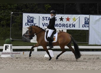 Deutsches Reitpony, Stute, 4 Jahre, 145 cm, Hellbrauner