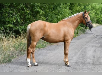 Deutsches Reitpony, Stute, 4 Jahre, 145 cm, Palomino