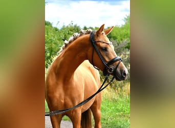 Deutsches Reitpony, Stute, 4 Jahre, 145 cm, Palomino