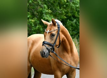 Deutsches Reitpony, Stute, 4 Jahre, 145 cm, Palomino