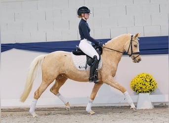 Deutsches Reitpony, Stute, 4 Jahre, 145 cm, Palomino