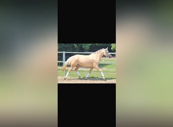 Deutsches Reitpony, Stute, 4 Jahre, 145 cm, Palomino