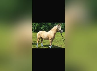 Deutsches Reitpony, Stute, 4 Jahre, 145 cm, Palomino