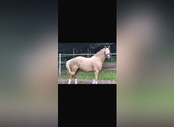 Deutsches Reitpony, Stute, 4 Jahre, 145 cm, Palomino