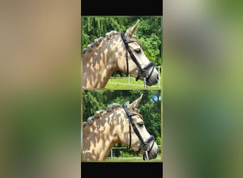 Deutsches Reitpony, Stute, 4 Jahre, 145 cm, Palomino