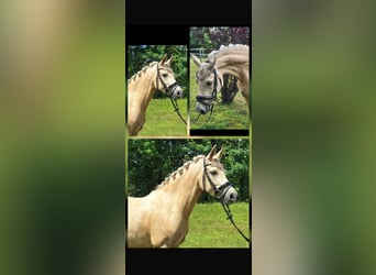 Deutsches Reitpony, Stute, 4 Jahre, 145 cm, Palomino