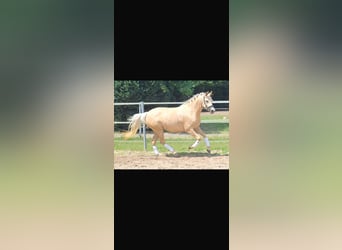 Deutsches Reitpony, Stute, 4 Jahre, 145 cm, Palomino