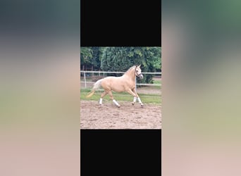 Deutsches Reitpony, Stute, 4 Jahre, 145 cm, Palomino