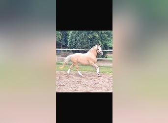 Deutsches Reitpony, Stute, 4 Jahre, 145 cm, Palomino