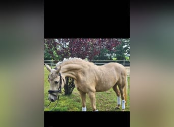 Deutsches Reitpony, Stute, 4 Jahre, 145 cm, Palomino