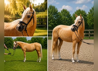 Deutsches Reitpony, Stute, 4 Jahre, 145 cm, Palomino