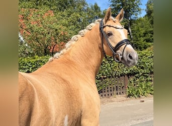 Deutsches Reitpony, Stute, 4 Jahre, 145 cm, Palomino