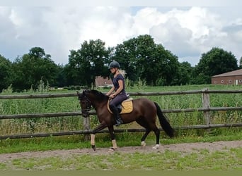 Deutsches Reitpony, Stute, 4 Jahre, 145 cm, Rappe