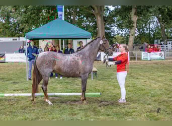 Deutsches Reitpony, Stute, 4 Jahre, 145 cm, Roan-Red