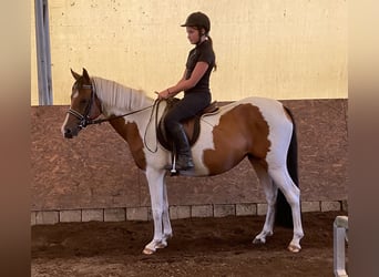 Deutsches Reitpony, Stute, 4 Jahre, 145 cm, Schecke