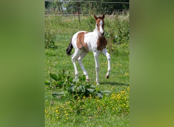 Deutsches Reitpony, Stute, 4 Jahre, 145 cm, Schecke