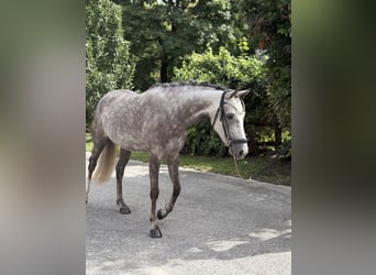 Deutsches Reitpony, Stute, 4 Jahre, 145 cm, Schimmel