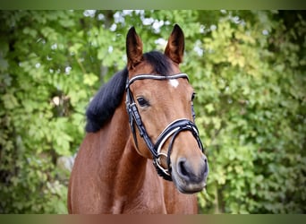 Deutsches Reitpony, Stute, 4 Jahre, 146 cm, Brauner