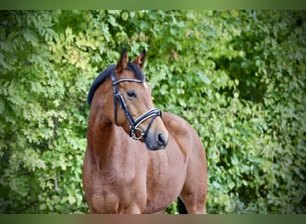 Deutsches Reitpony, Stute, 4 Jahre, 146 cm, Brauner