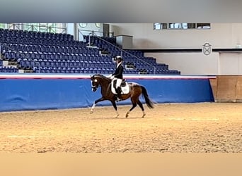 Deutsches Reitpony, Stute, 4 Jahre, 146 cm, Brauner