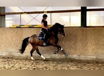 Deutsches Reitpony, Stute, 4 Jahre, 146 cm, Brauner