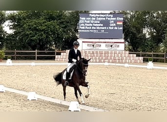 Deutsches Reitpony, Stute, 4 Jahre, 146 cm, Brauner