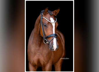 Deutsches Reitpony, Stute, 4 Jahre, 146 cm, Brauner