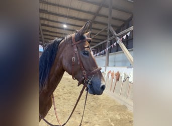 Deutsches Reitpony, Stute, 4 Jahre, 146 cm, Brauner