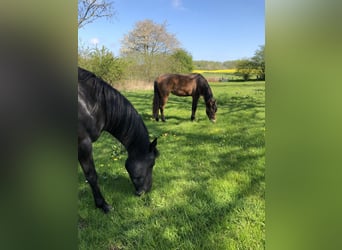 Deutsches Reitpony, Stute, 4 Jahre, 146 cm, Brauner