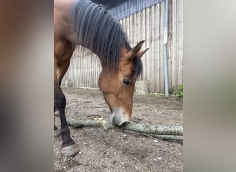 Deutsches Reitpony, Stute, 4 Jahre, 146 cm, Brauner