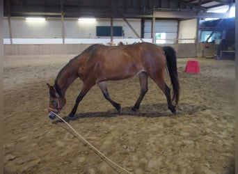 Deutsches Reitpony, Stute, 4 Jahre, 146 cm, Brauner