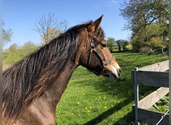 Deutsches Reitpony, Stute, 4 Jahre, 146 cm, Brauner