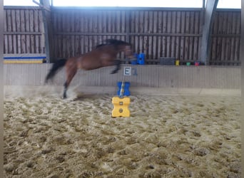Deutsches Reitpony, Stute, 4 Jahre, 146 cm, Brauner